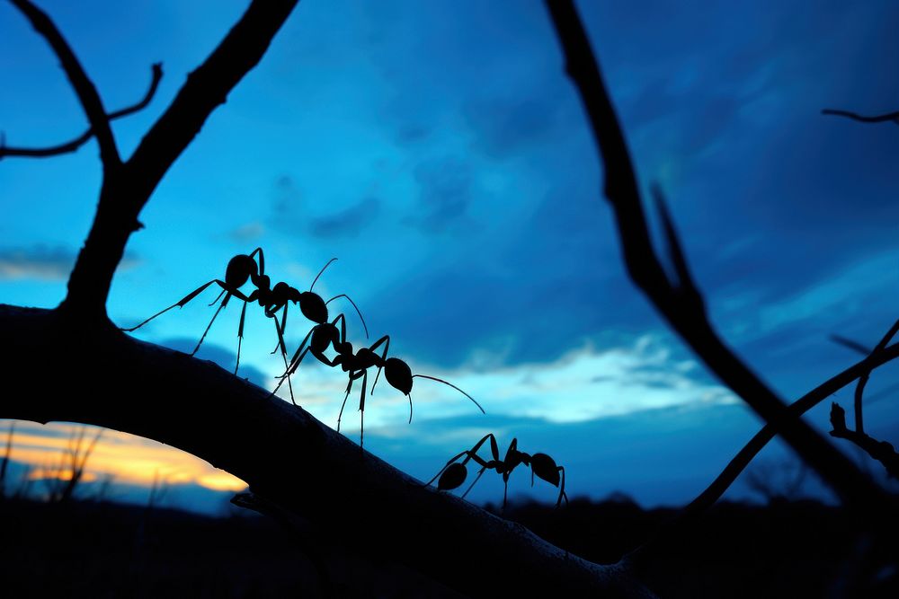 Ant silhouette photography invertebrate animal insect.