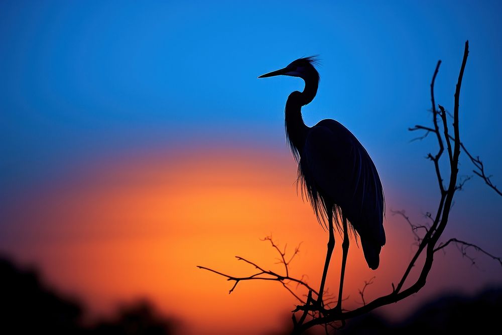 Bird silhouette photography backlighting waterfowl animal.