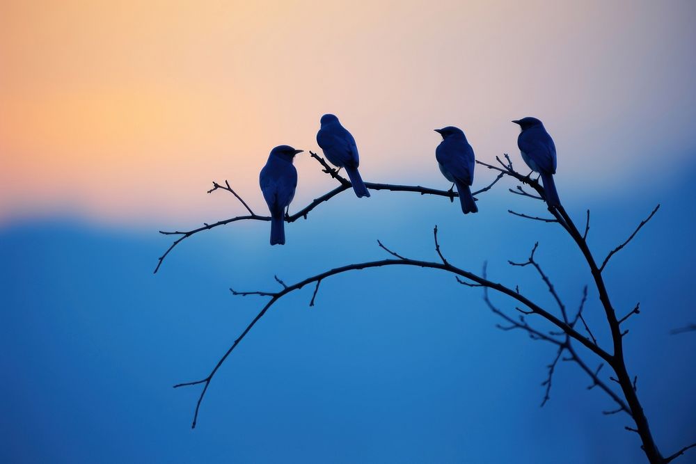 Bird silhouette photography backlighting outdoors animal.