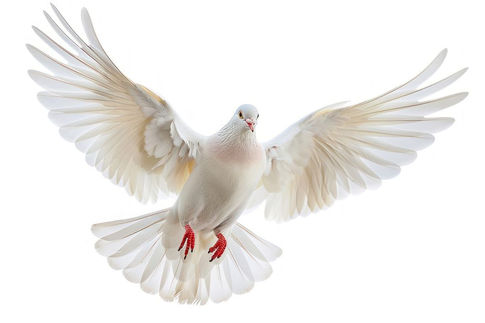 White pigeon animal flying bird.