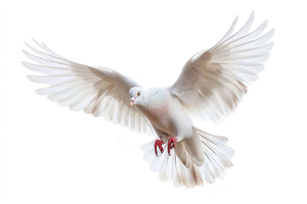 White pigeon animal flying bird.