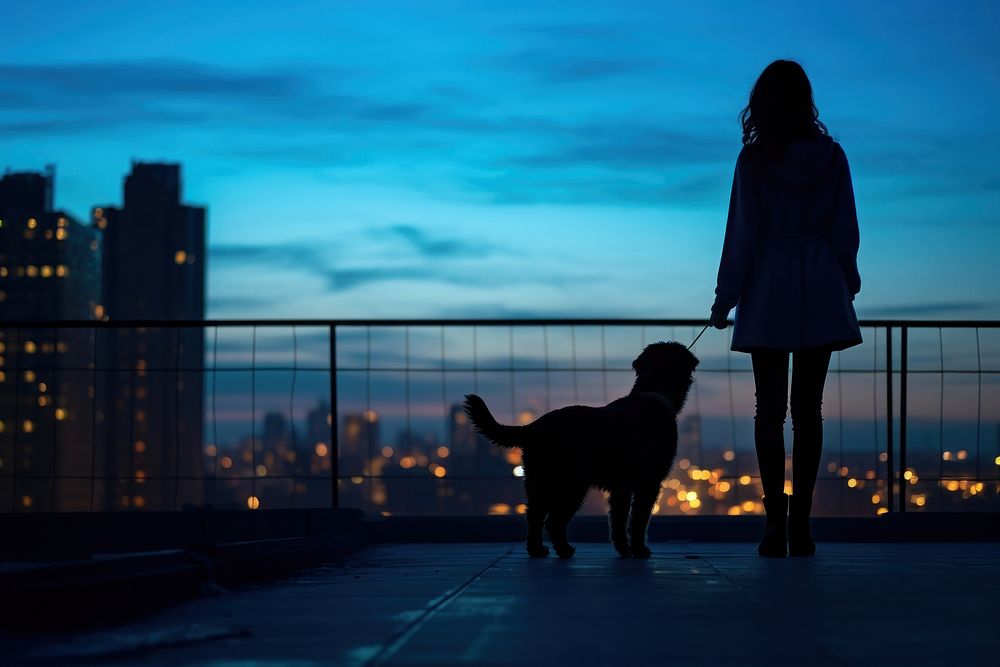 Dog silhouette photography city backlighting architecture.