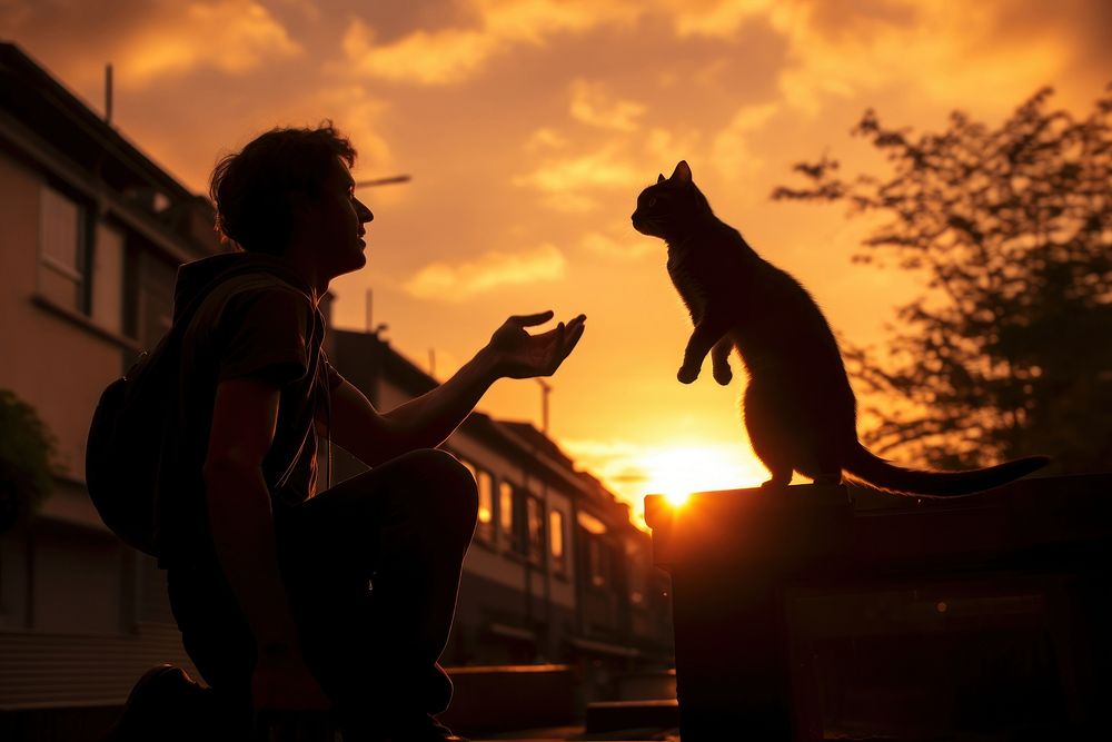 Cat silhouette photography backlighting outdoors person.