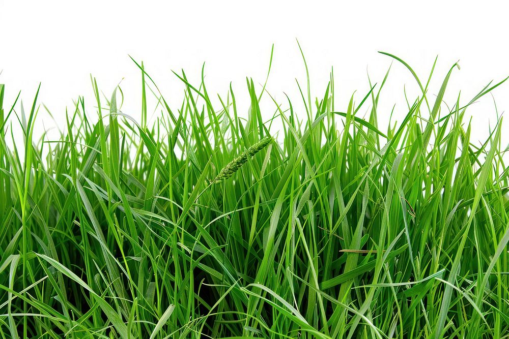 Green grass backgrounds outdoors plant.
