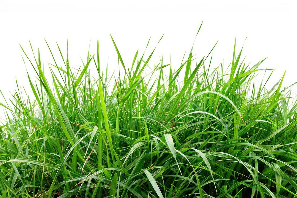 Green grass backgrounds plant lawn.