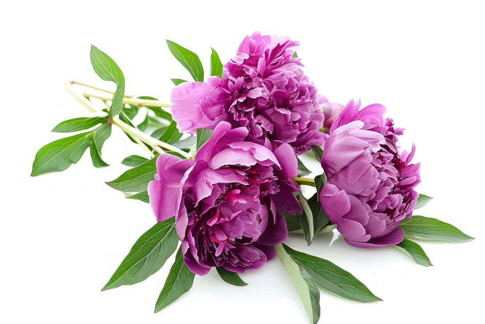 Bouquet peony purple flower blossom plant rose.