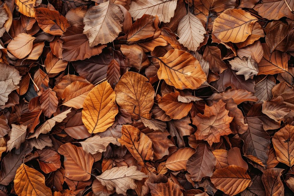 Autumn leaves backgrounds plant leaf.