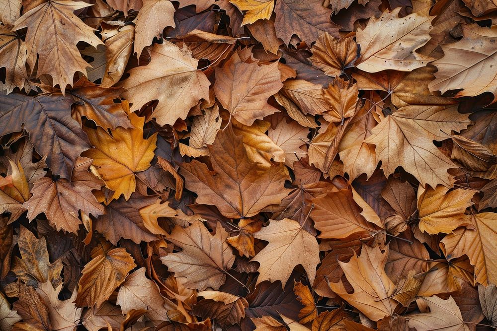 Autumn leaves backgrounds plant maple.