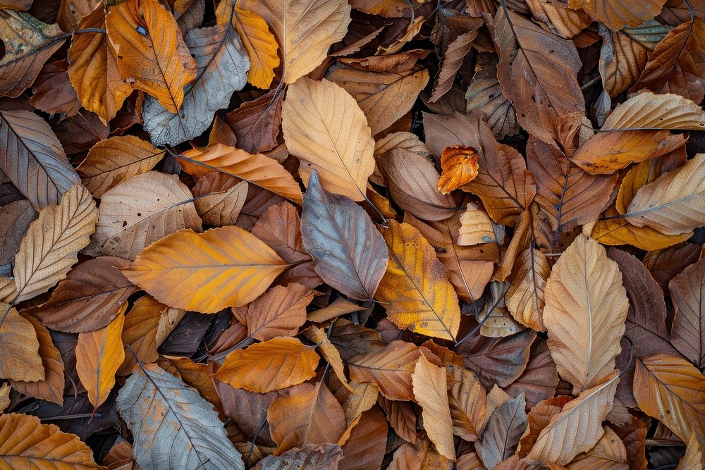 Autumn leaves plant leaf tree.