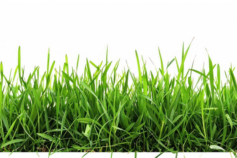 Border Fresh green grass backgrounds plant lawn.