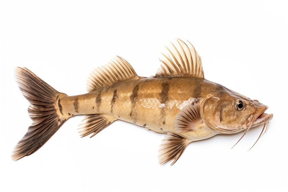 Bagrid catfishes animal perch sea life.