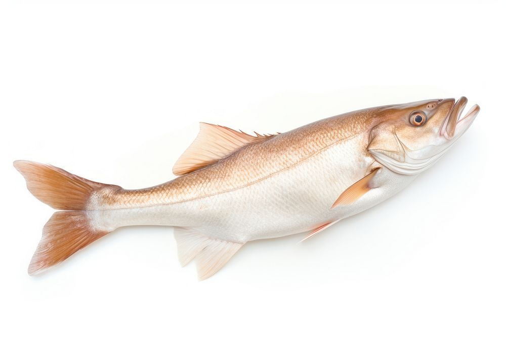 Haddock fish animal cod sea life.