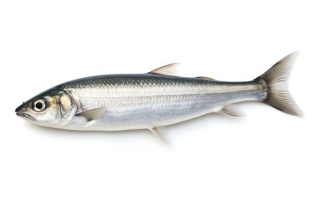 Herring fish seafood sardine animal.
