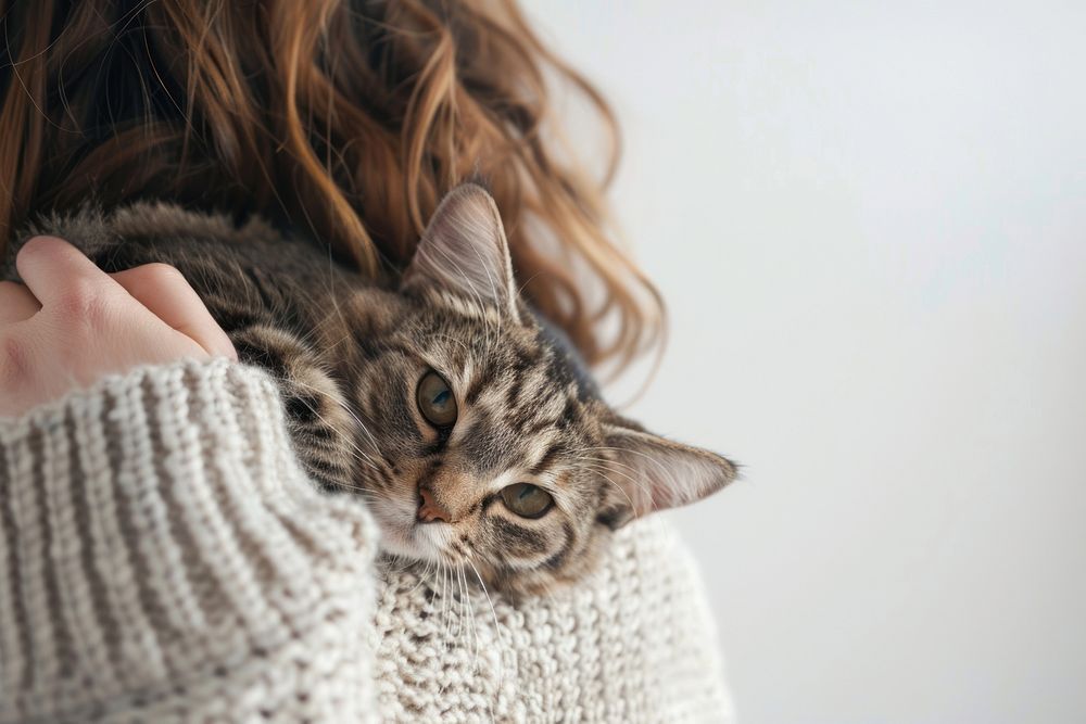 Holding cat on shoulder sweater animal mammal.