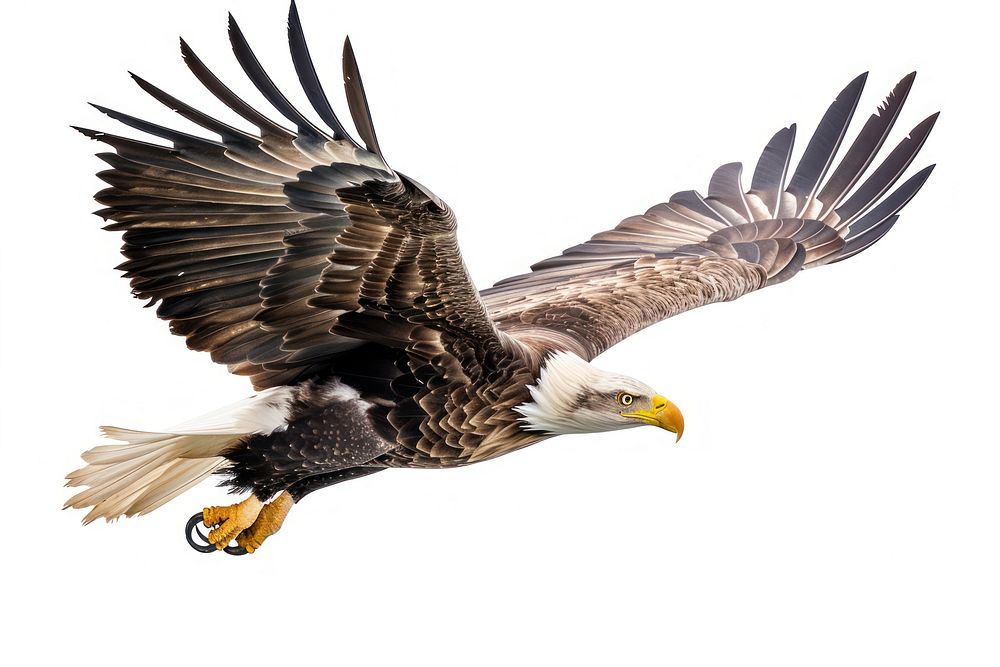 White-tailed sea eagle animal flying bird.