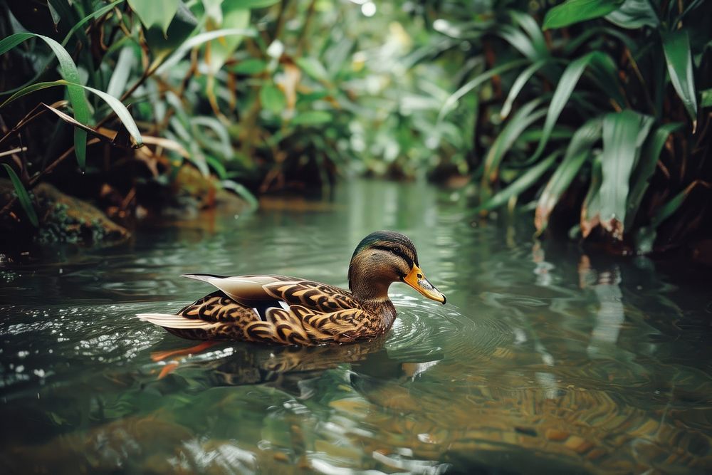Wild duck swimming in jungle anseriformes waterfowl outdoors.