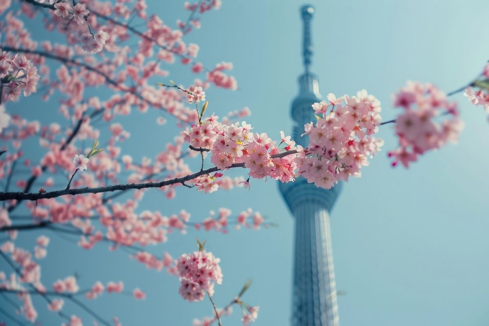 Cherry Blossom and Sakura with Tokyo SkyTree tokyo skytree architecture building.