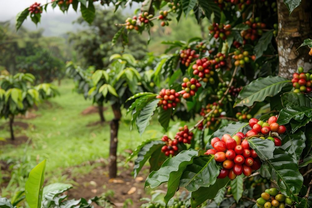 Coffee plant countryside vegetation rainforest.