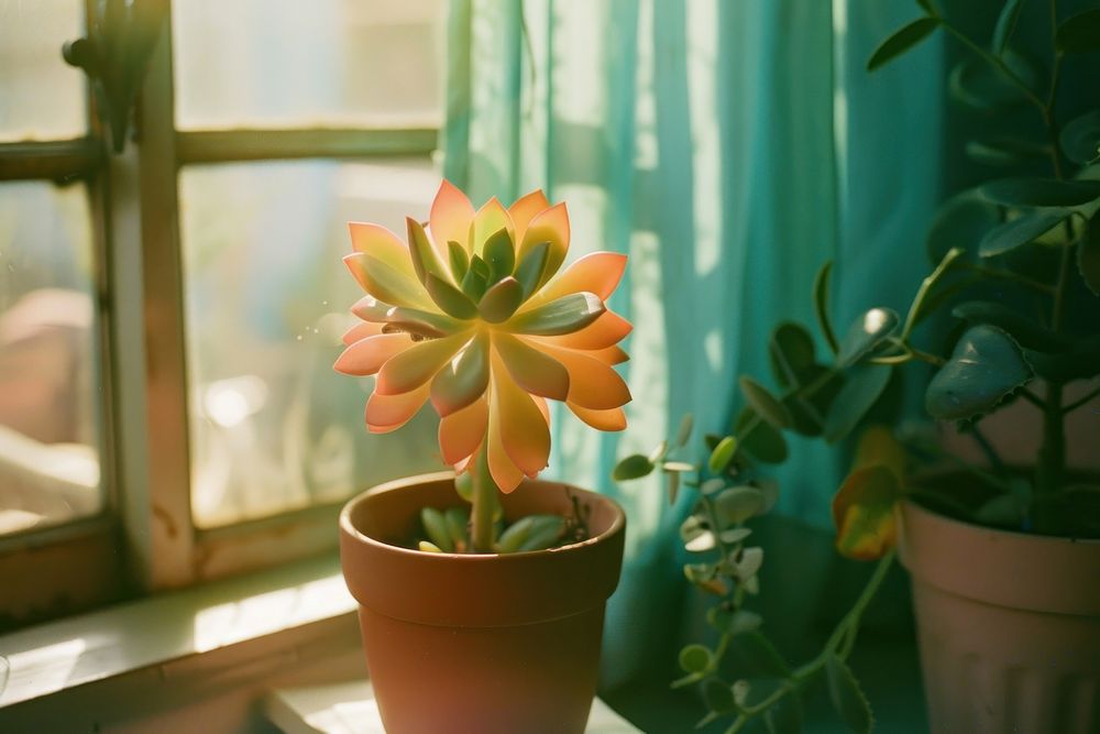 Succulent windowsill plant potted plant.