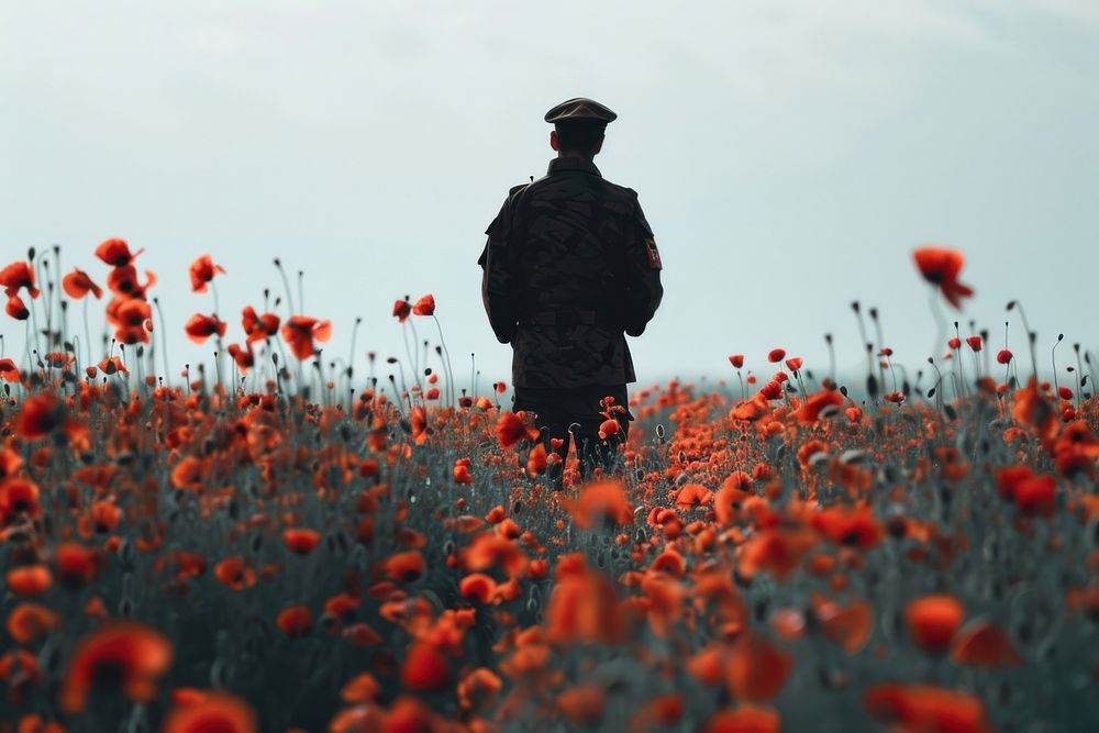 Soldier stand on poppy field photo photography standing.