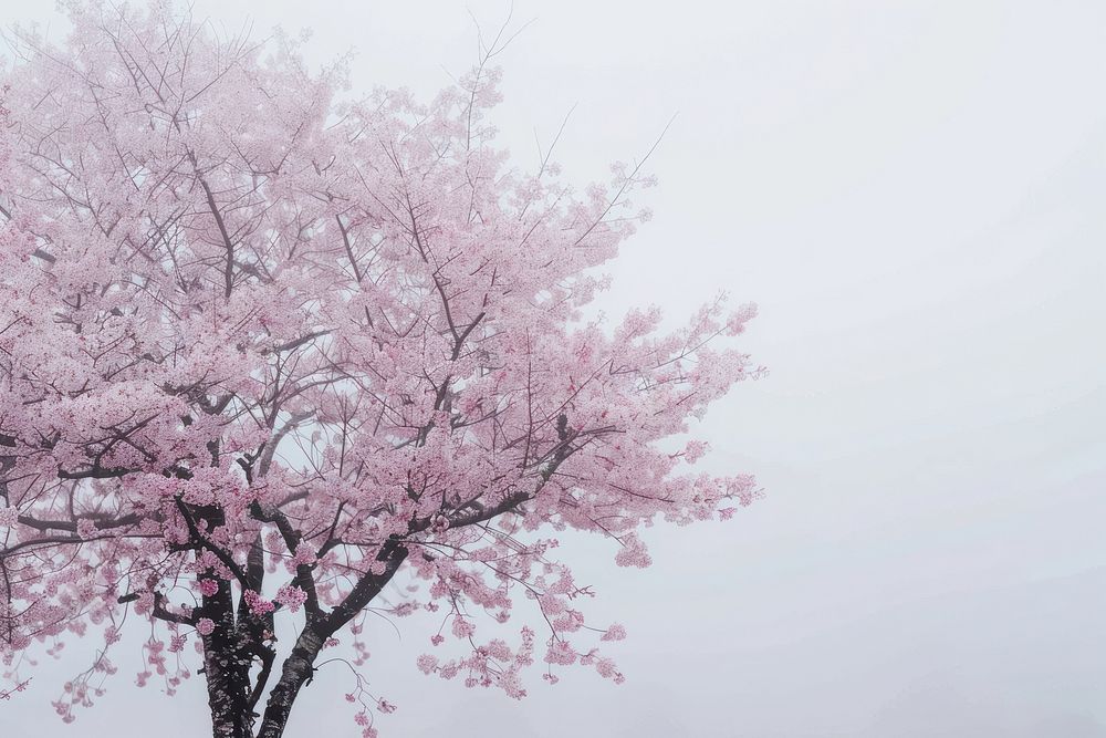Cherry blossom trees in hirosaki park outdoors nature flower.