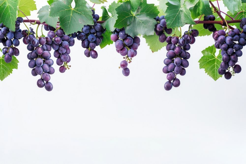 Grape vine grapes countryside outdoors.