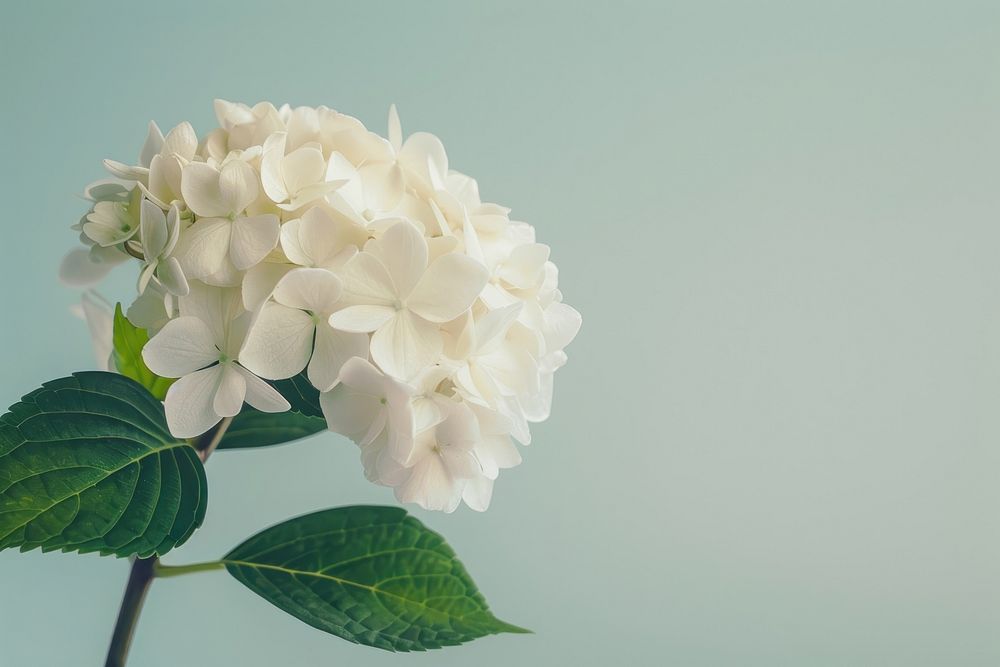 Hydrangea geranium blossom flower.