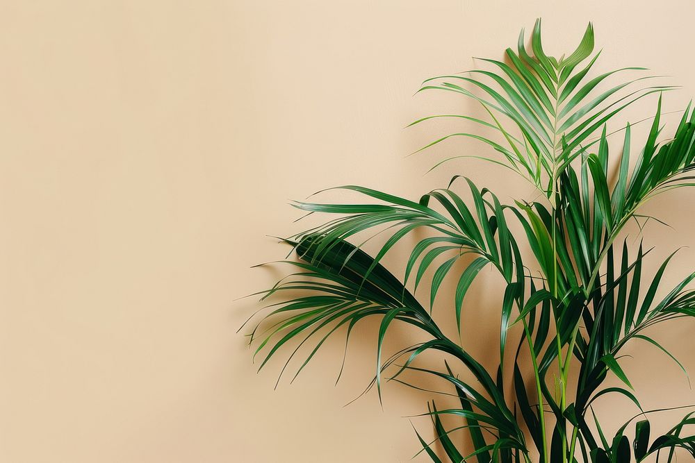 Kentia palm arecaceae plant leaf.