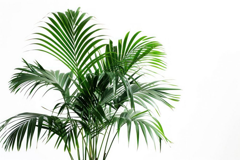 Kentia palm arecaceae plant tree.