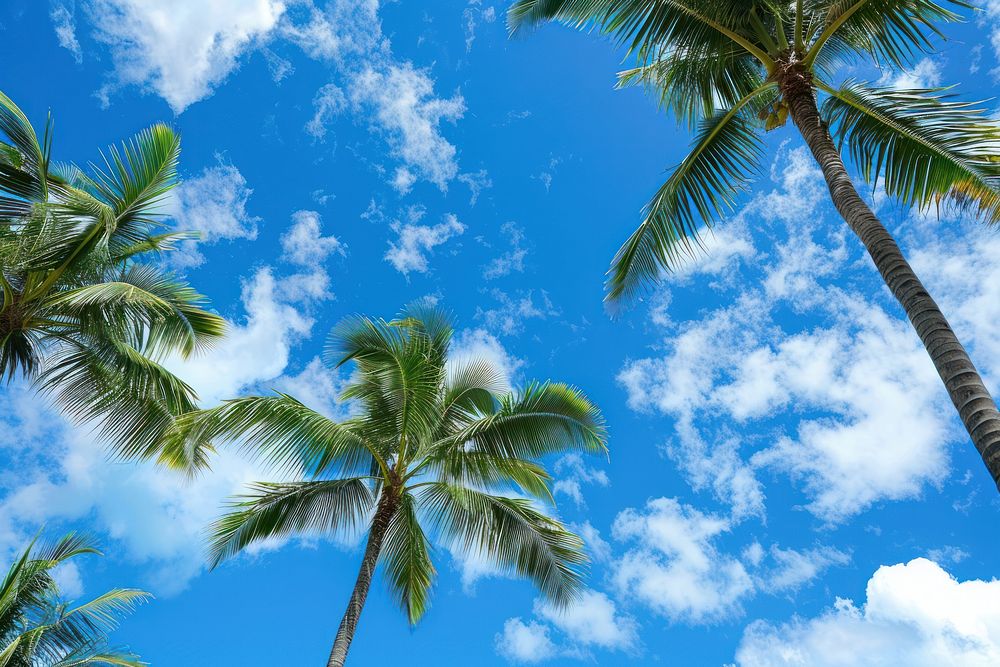 Palm trees sky outdoors nature.