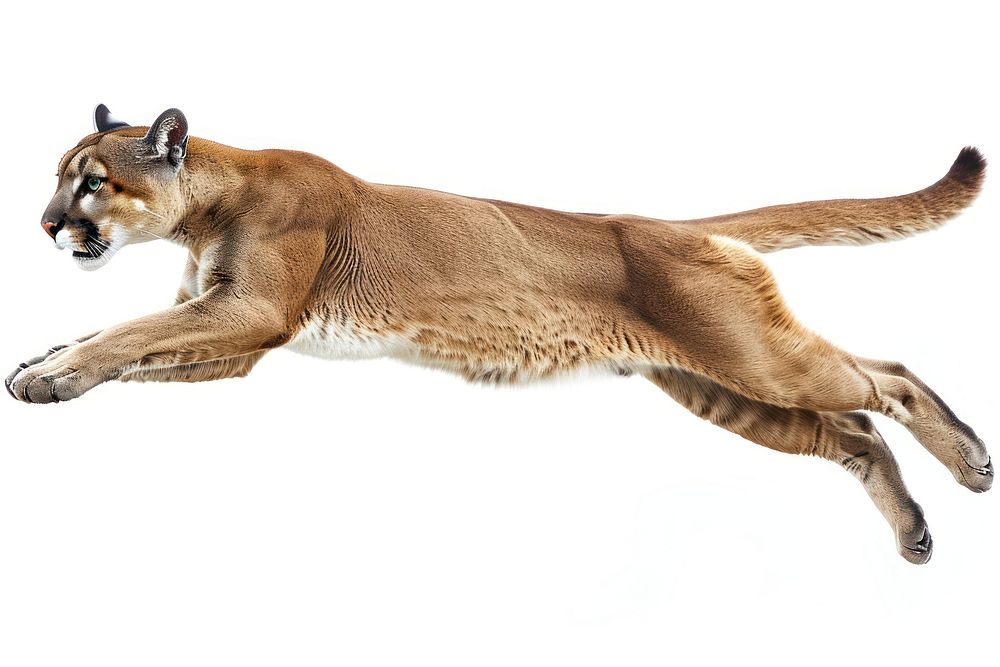 Puma leaping wildlife cheetah animal.