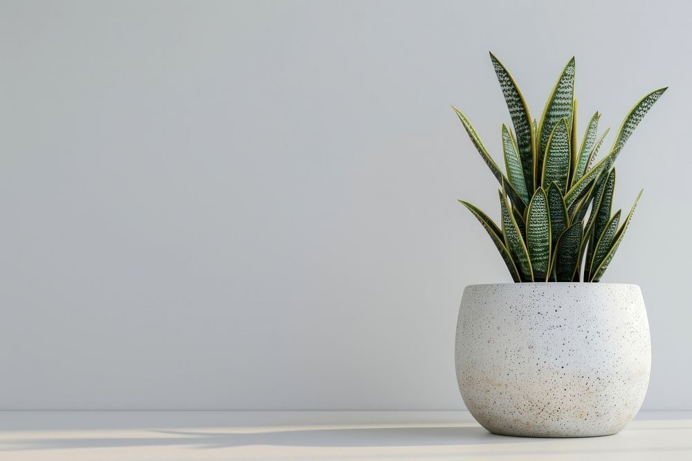 Snake Plant plant windowsill planter.