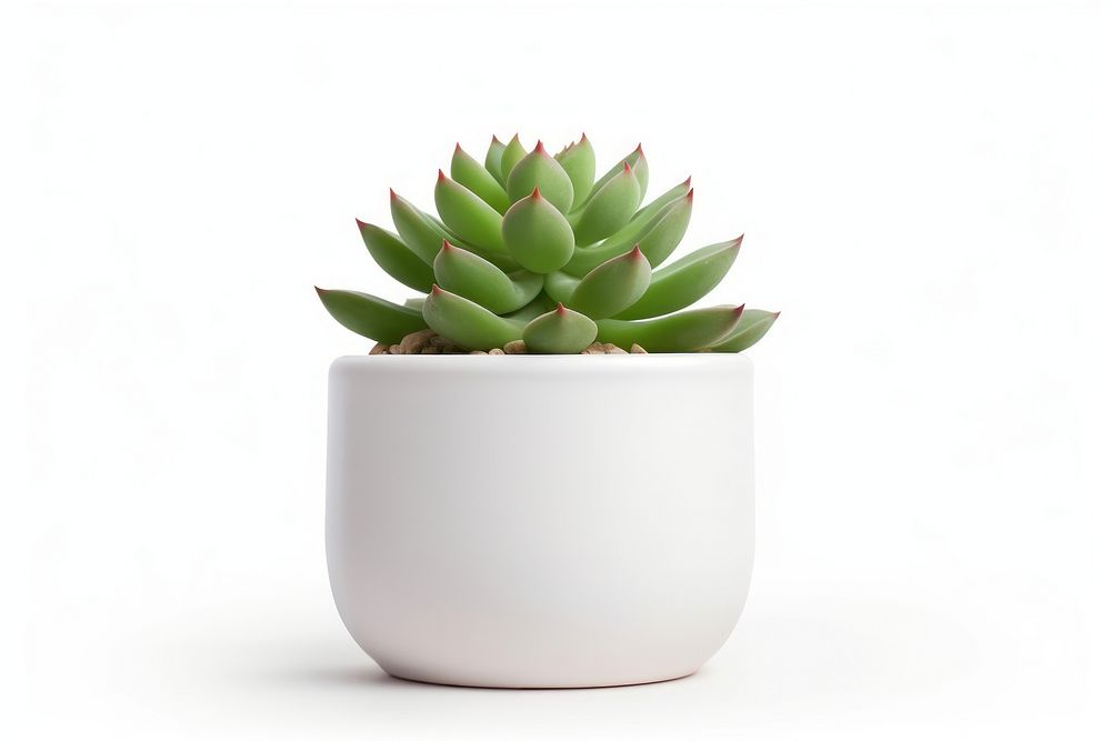 Succulent pot planter pottery vase.