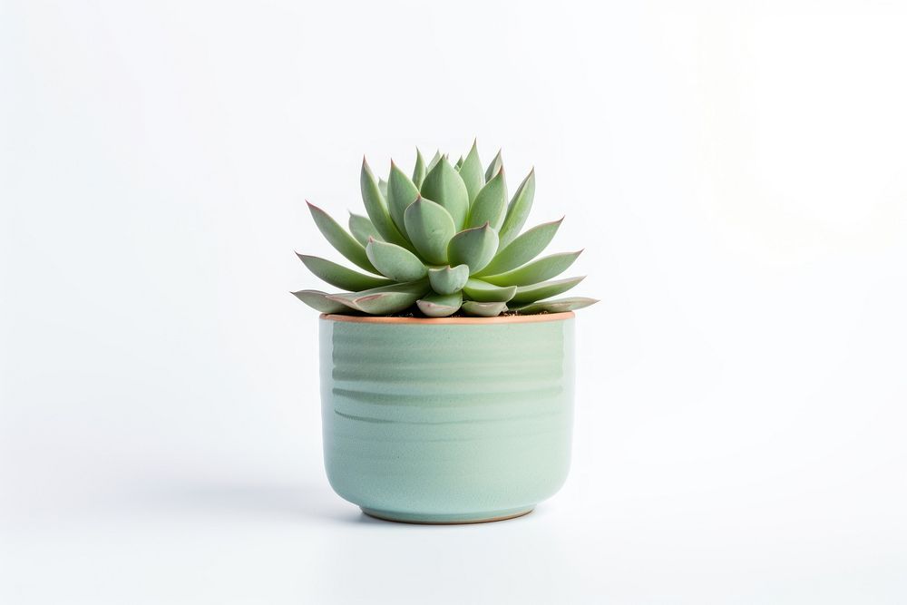 Succulent pot planter pottery vase.