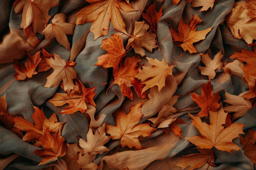 Autumn leaves backgrounds plant maple.