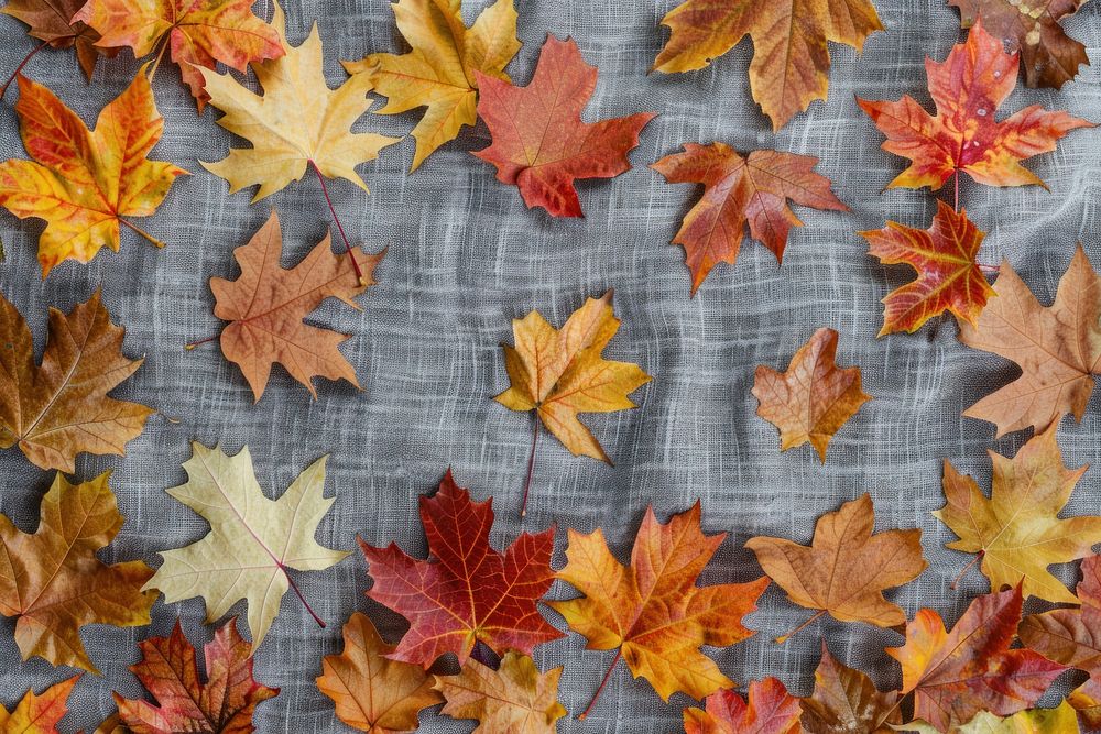 Autumn leaves backgrounds plant maple.