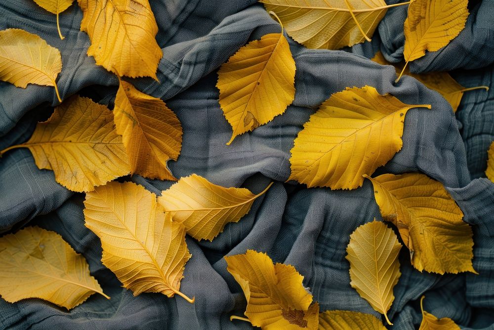 Autumn leaves backgrounds plant leaf.