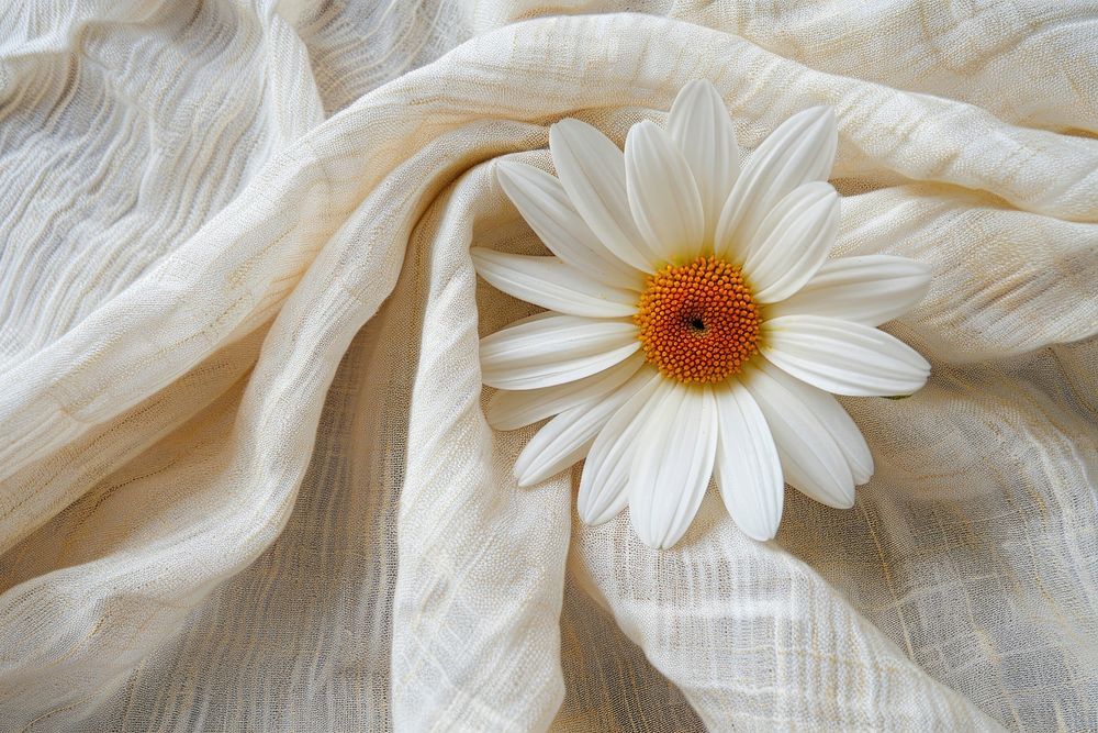 Daisy backgrounds textile flower.