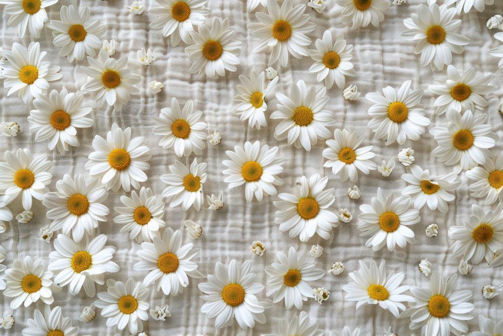 Daisy backgrounds textile flower.