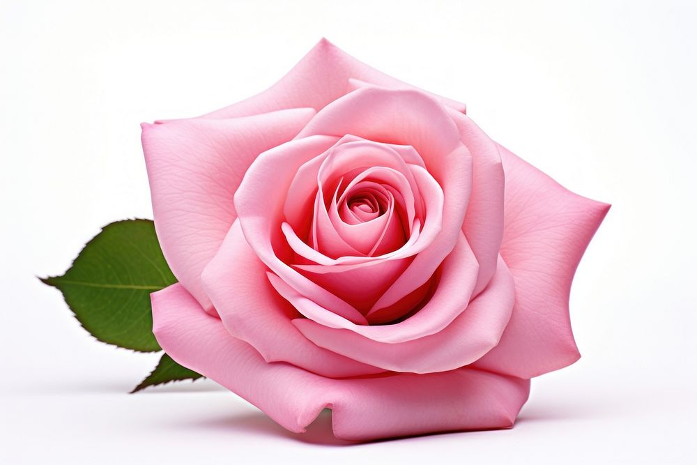 A rose pink flower petal plant.