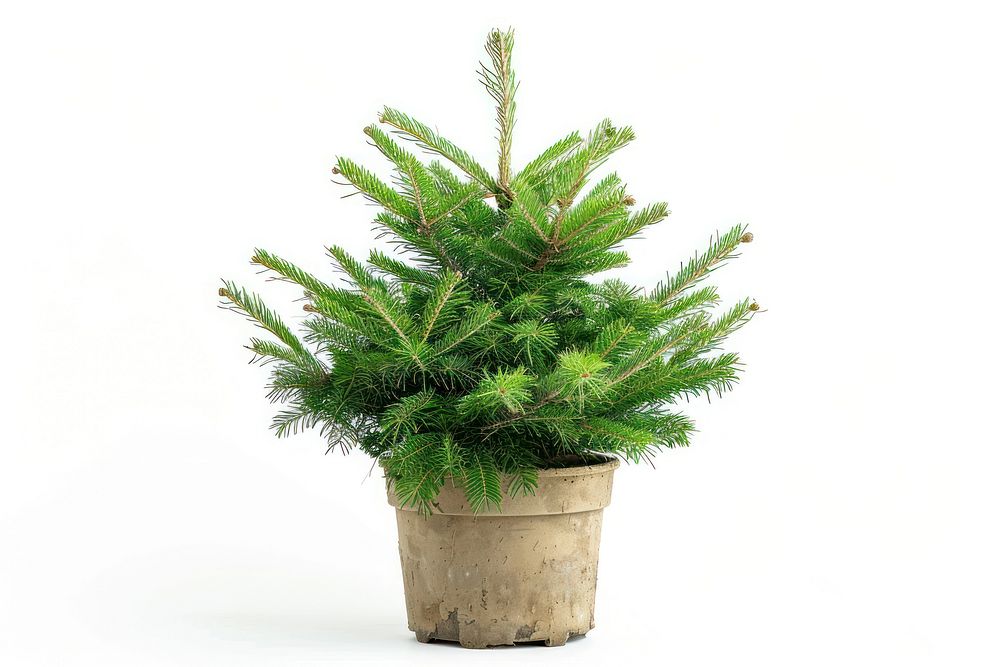 Big christmas tree in a pot plant fir white background.