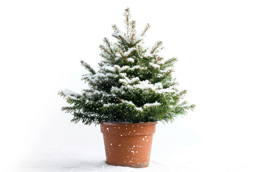Big christmas tree in a pot plant white fir.