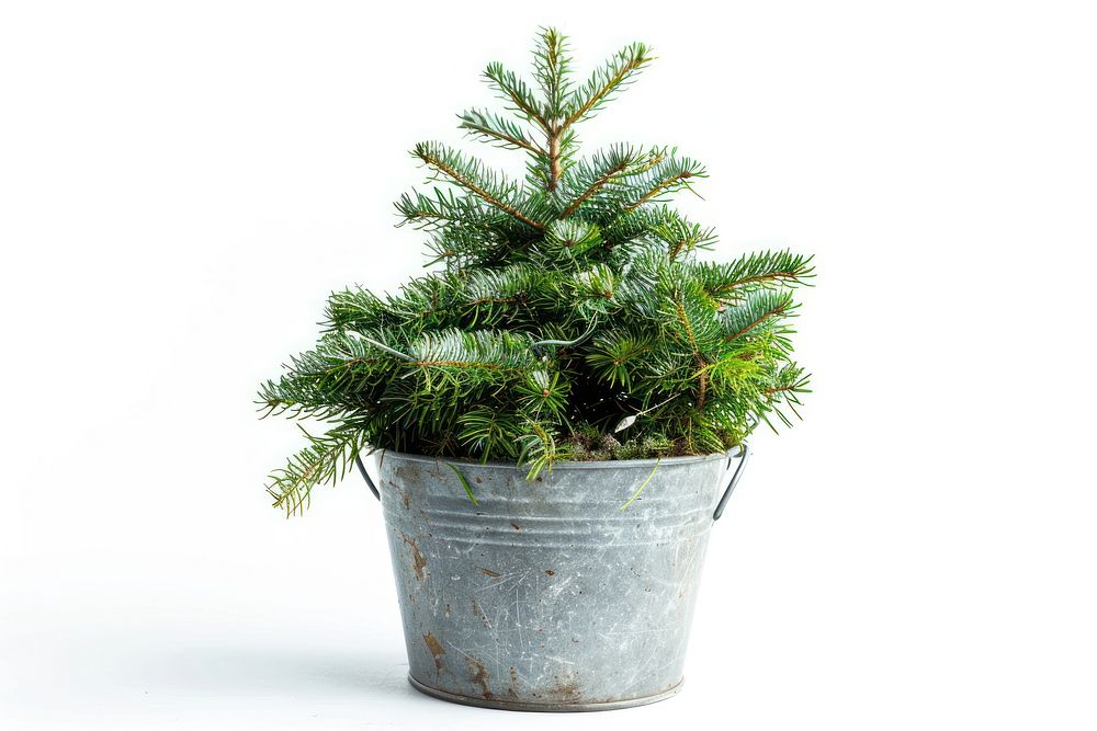 Christmas tree in a bucket christmas spruce plant.