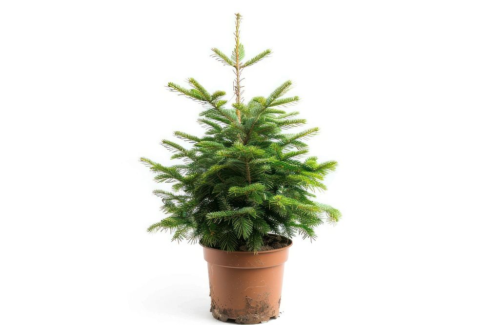 Christmas tree in a pot christmas plant fir.