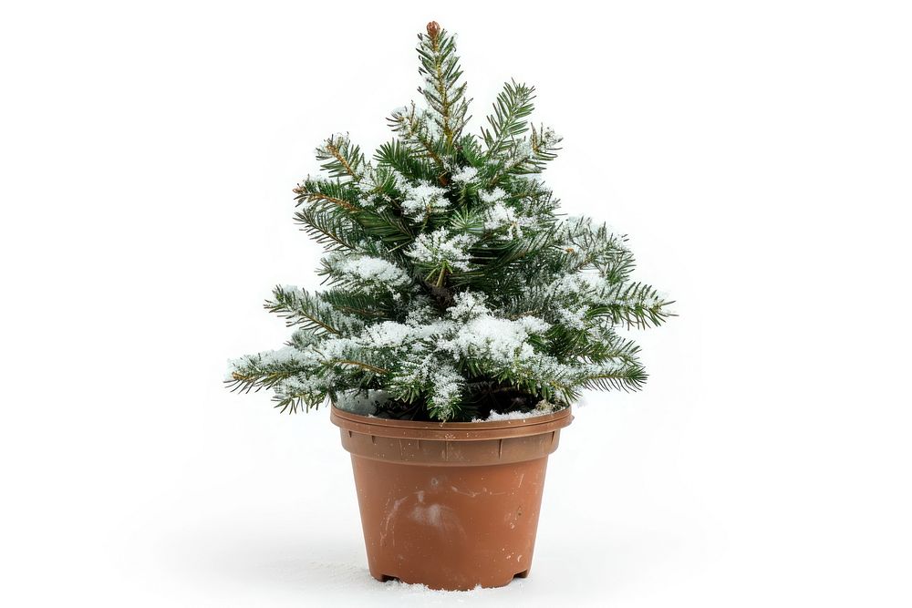 Christmas tree in a pot christmas plant white.