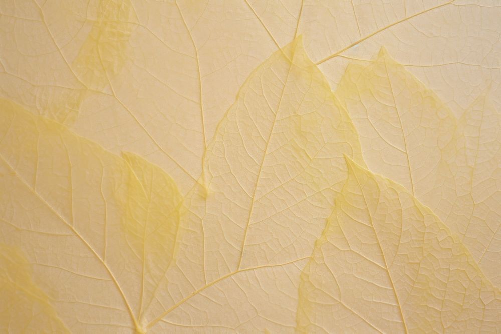 Plant fibre mulberry paper texture leaf tree.
