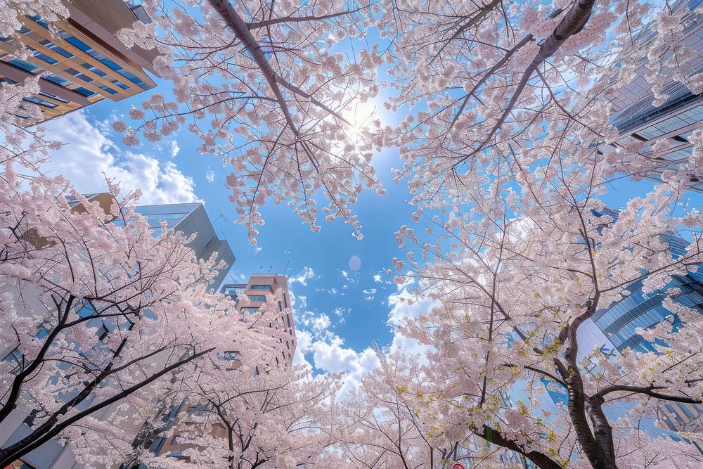 Cherry blossom outdoors flower nature.