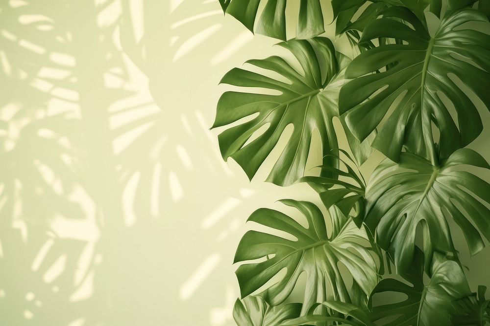 A green wall with monstera leaves and shadows nature vegetation rainforest.