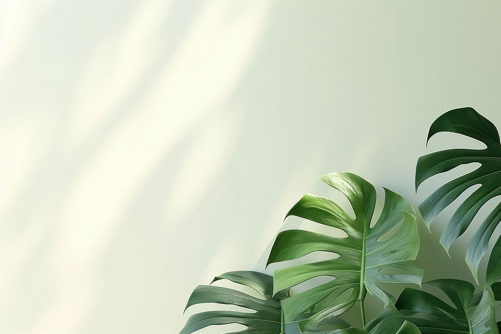A green wall with monstera leaves and shadows plant leaf potted plant.
