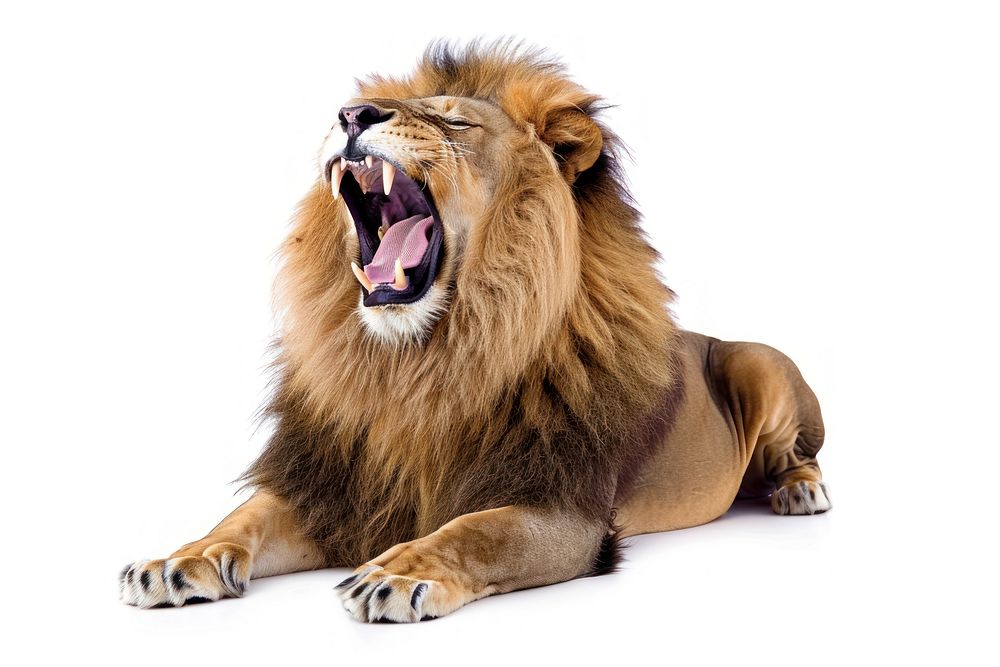 Roaring lion wildlife animal mammal. | Free Photo - rawpixel